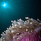 Dive Photo